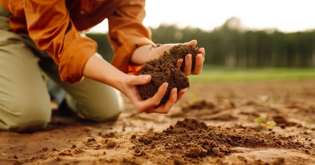 Suelo preparado para cultivar